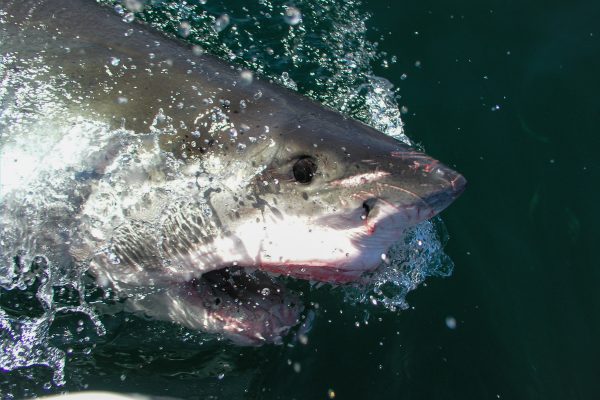 Scuba 2000 have led many Great White Shark diving adventures in South Africa