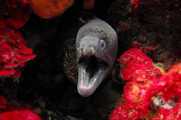 Moray eels like to hide in rock or coral crevices