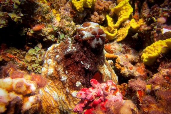 An octopus shows its camouflaging ability in Dahab, Egypt on a Scuba 2000 club trip