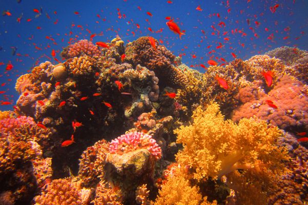 Scuba 2000 - corals at Dahab, Egypt