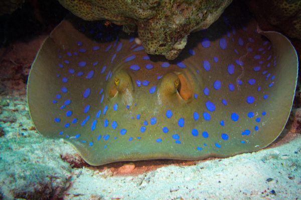 Scuba 2000 - blue spotted ray in Hurghada, Egypt