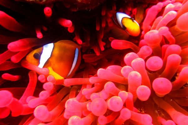 Scuba-2000-Dahab-Egypt-18