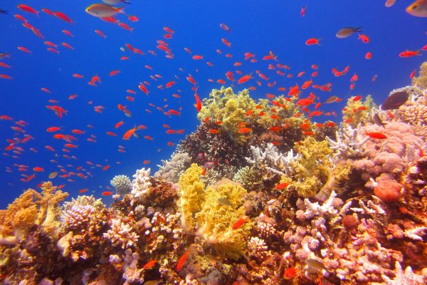 Scuba-2000-Dahab-Egypt-21