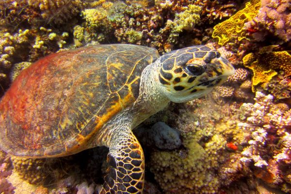 Scuba-2000-Dahab-Egypt-22