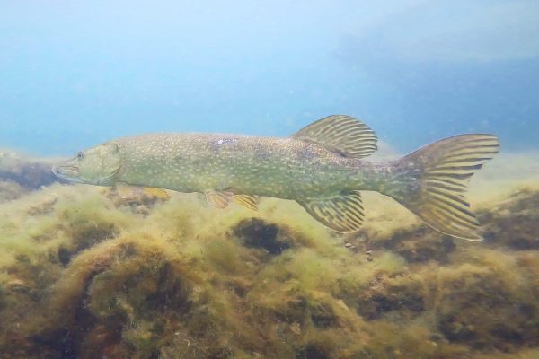 Pike at Stoney Cove Quarry