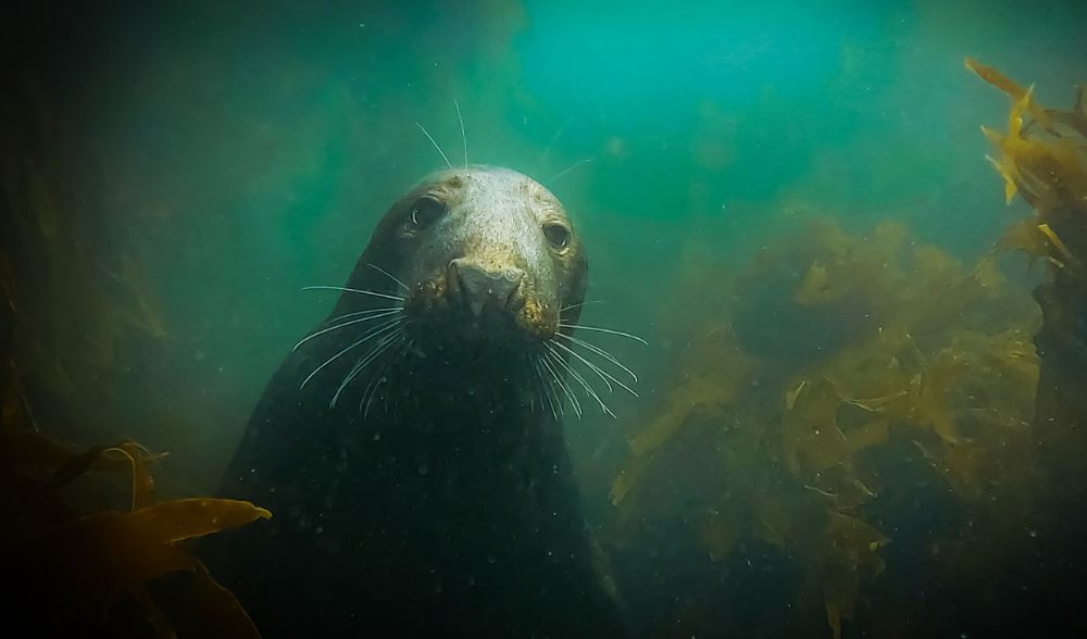 Lundy Island Seal Diving Adventure!