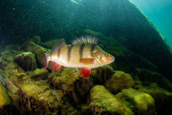 Perch are a common sight while scuba diving in this flooded quarry near Leicester, UK