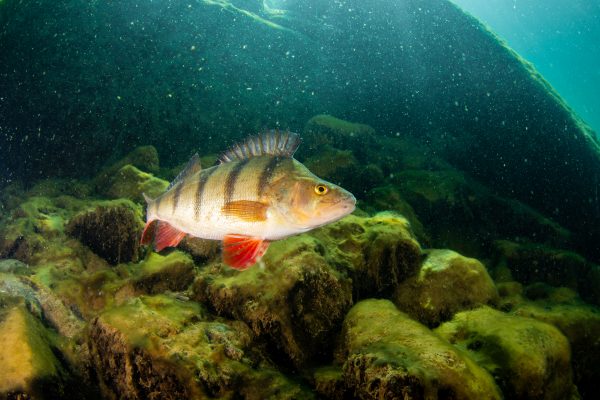Perch are a common sight while scuba diving in this flooded Leicestershire quarry.