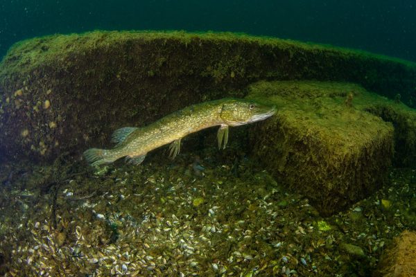 Pike are a common sight in this Leicestershire quarry