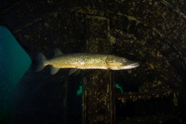 Pike lurking in the cockpit beneath the surface at Stoney Cove in Leicestershire, UK.