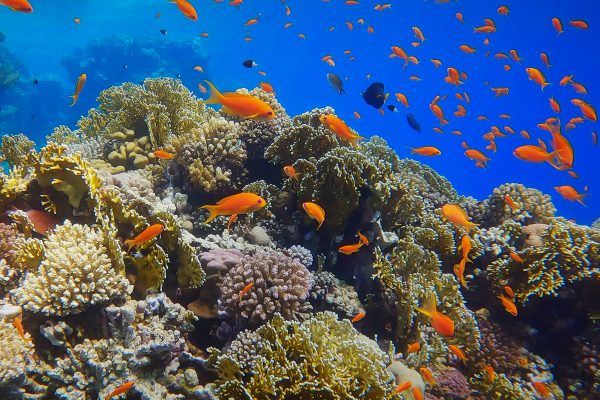 Scuba-2000-Redsea-2023-054