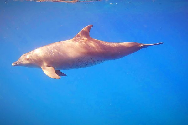 Scuba-2000-Redsea-2023-157