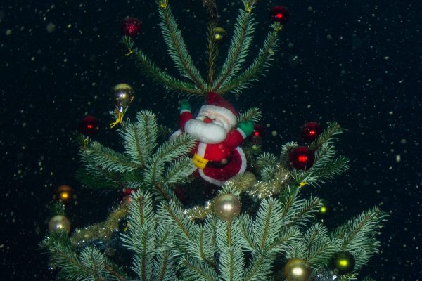 Scuba-2000-Christmas-Dive-2023-41